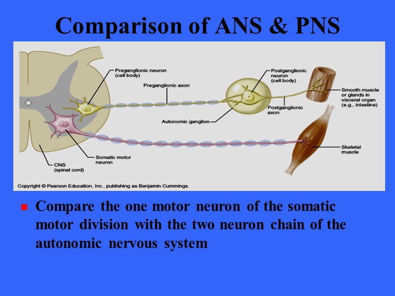 Comparison of ANS & PNS Compare the one motor neuron of the somatic motor